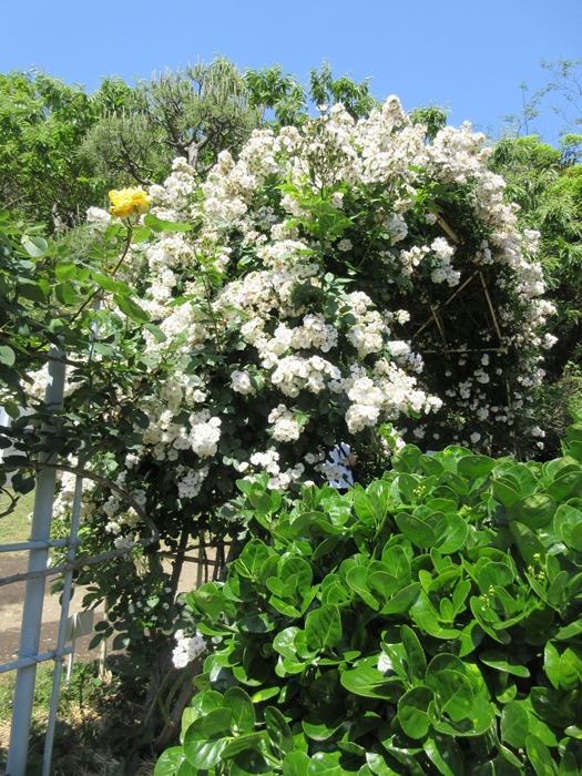 【鎌倉文学館(旧前田侯爵別邸)の庭園の薔薇】_b0009849_17434226.jpg