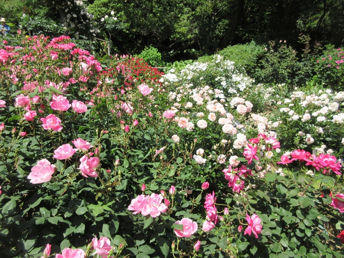 【鎌倉文学館(旧前田侯爵別邸)の庭園の薔薇】_b0009849_1744336.jpg