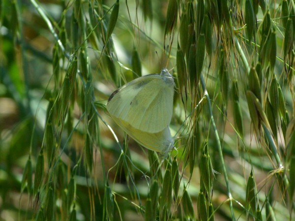 c0045352_18382877.jpg