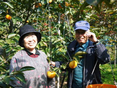 太秋柿 古川果樹園さんの柿園に元気な花が咲きました(2019) 今年も惜しまぬ手間ひまで育てます!_a0254656_18031246.jpg