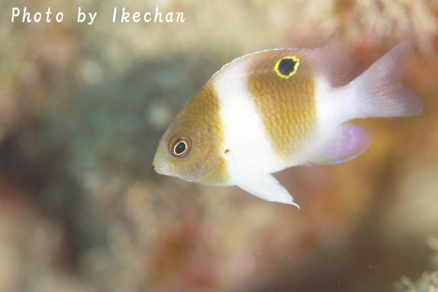 ダンダラダンダンダン ダンダラスズメダイ幼魚 池ちゃんのマリンフォト