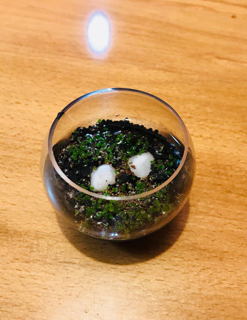 水草アクアリウム_a0342172_16450878.jpg