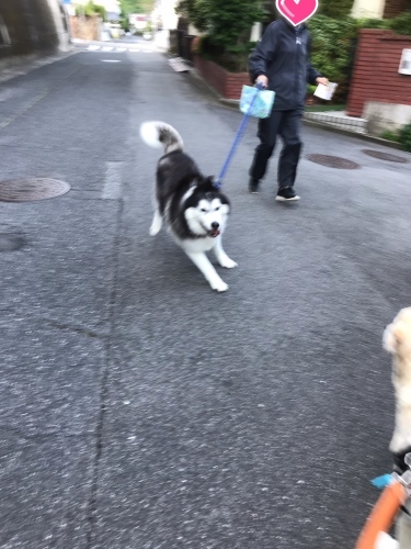 f0315081_21533753.jpeg