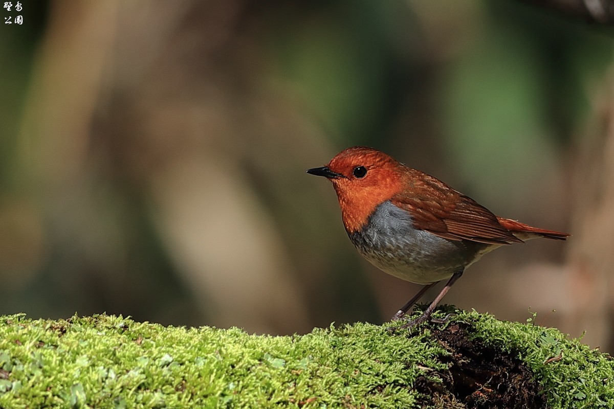 コマドリが何か見つけた 野鳥公園