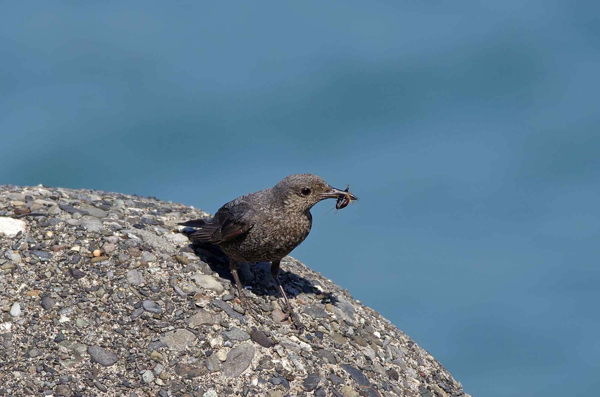 2019年　5月　　野鳥_c0176183_17031597.jpg