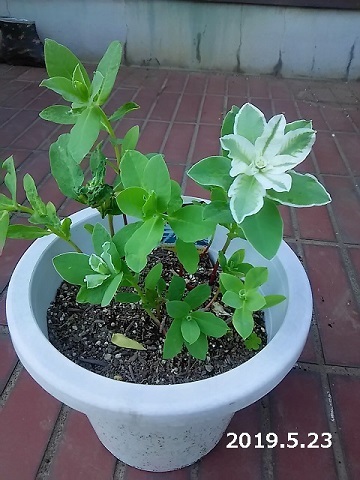 ユーホルビア 初雪草 発芽から開花まで 健気に育つ植物たち