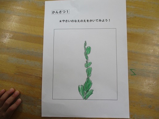 ゆり組 野菜の苗植えをしました!_c0212598_13101080.jpg
