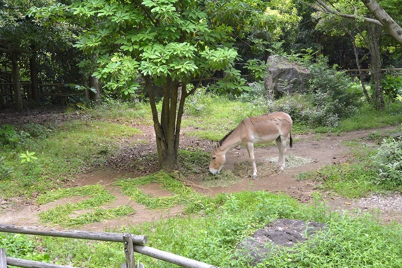 ミンミンと大切なガイドの日_a0164204_01592513.jpg