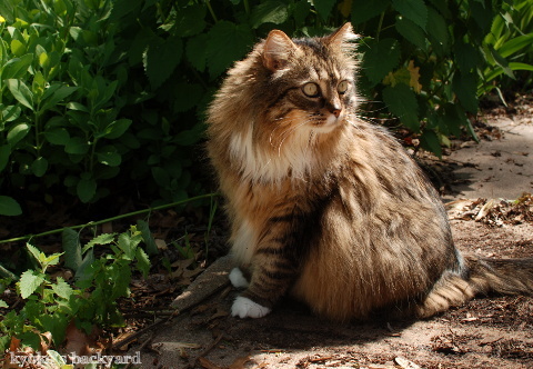 キャットニップが好きすぎて_b0253205_10391475.jpg