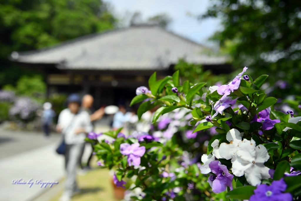 天城越え～　2019_f0369005_12011789.jpg