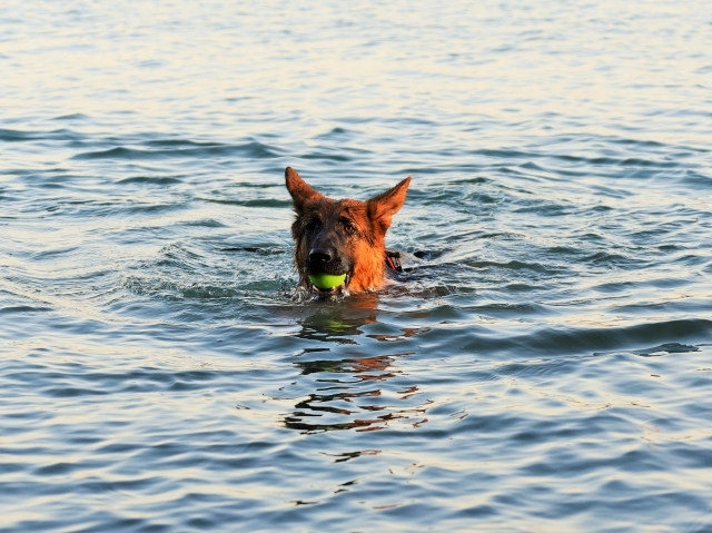 泳ぐ子犬の動画_d0360206_00260311.jpg