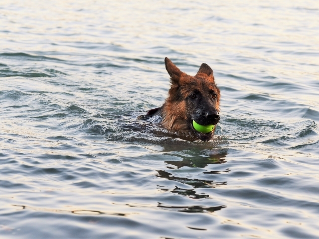 泳ぐ子犬の動画_d0360206_00261259.jpg