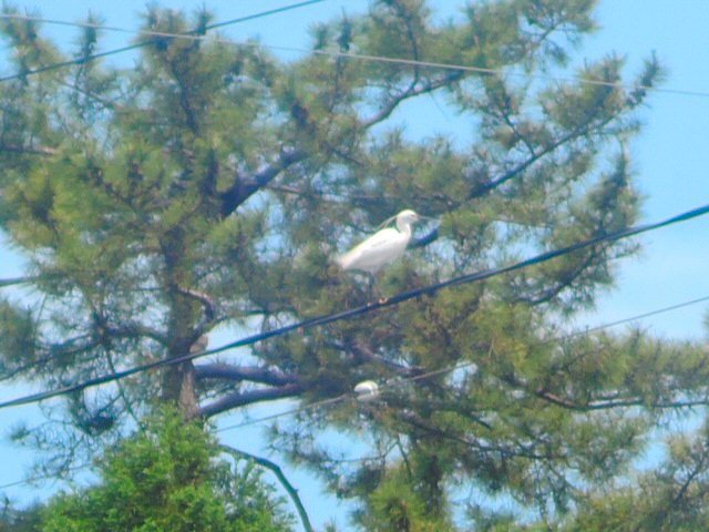 f0373109_08333841.jpg