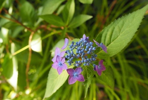 d0179410_19511744.jpeg