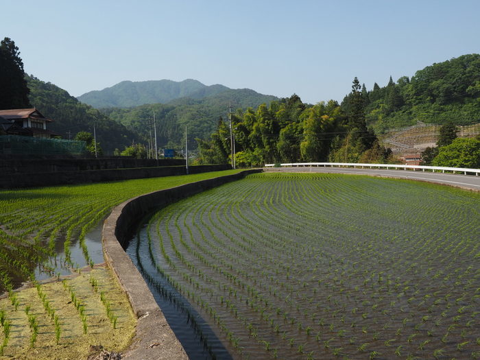 田んぼの稲のようす_c0116915_22522805.jpg
