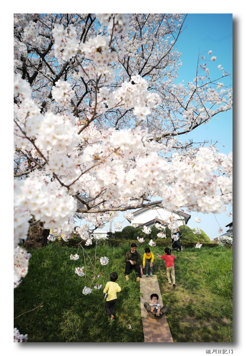 【ブログテーマ】「春本番！お気に入り桜ショット2019」②_f0357923_01200422.jpg
