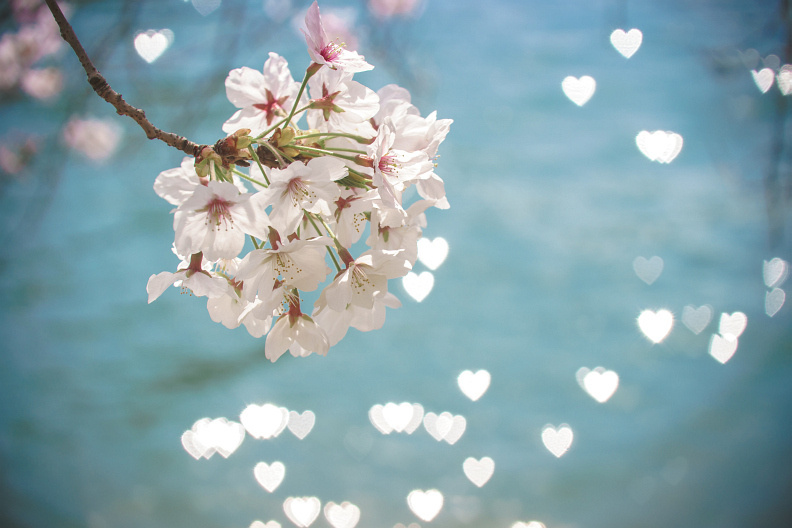 【ブログテーマ】「春本番！お気に入り桜ショット2019」②_f0357923_01252679.jpg