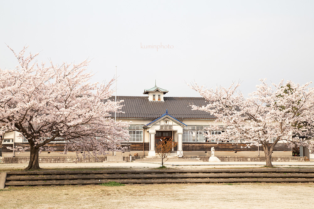 【ブログテーマ】「春本番！お気に入り桜ショット2019」②_f0357923_01263605.jpg