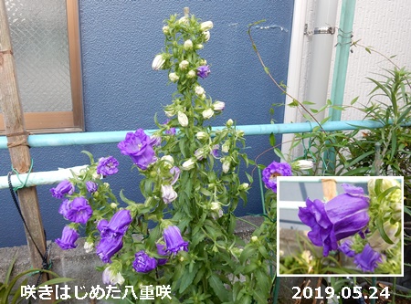 e0033229_18283729.jpg