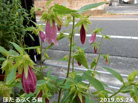 e0033229_18353767.jpg