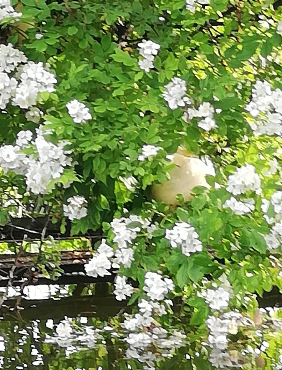 e0412735_11122364.jpg