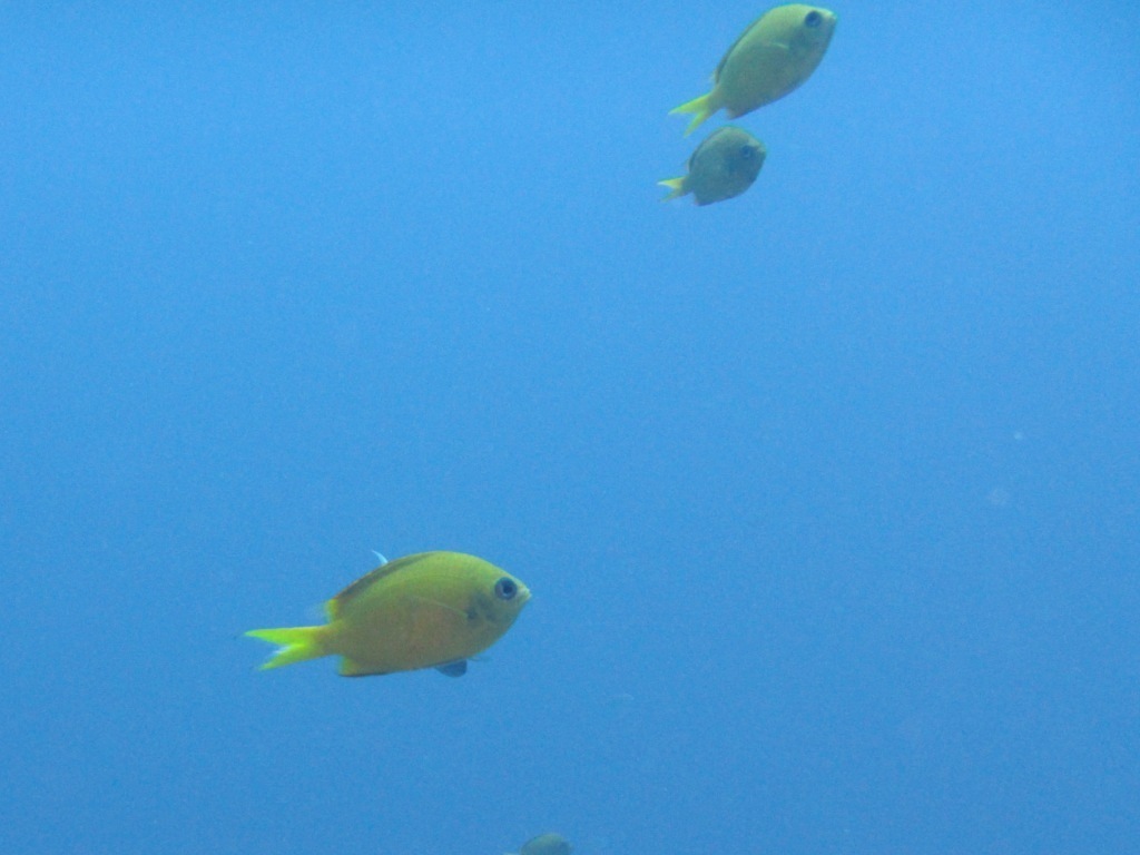 キレイな海でしたよ~(^^♪_a0189838_16335359.jpg
