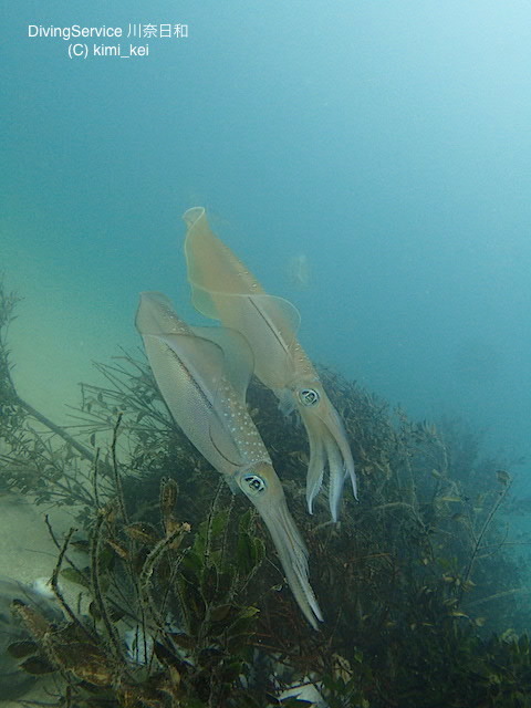 b0163039_15575368.jpg