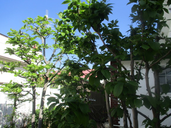 a0279743_08501431.jpg