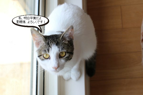 保護猫さん、明日卒業_e0151545_20353333.jpg