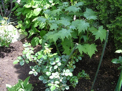 e0398246_11233040.jpg
