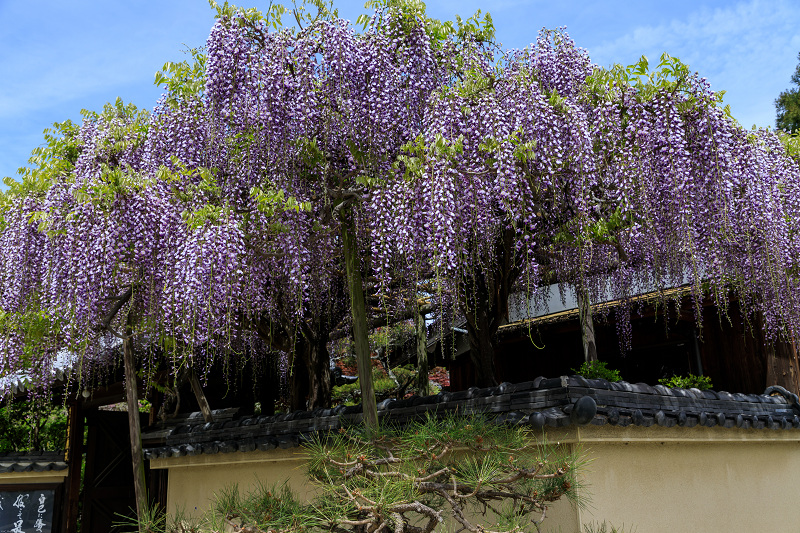 春の花々（當麻寺塔頭宗胤院・千佛院）_f0155048_22153060.jpg