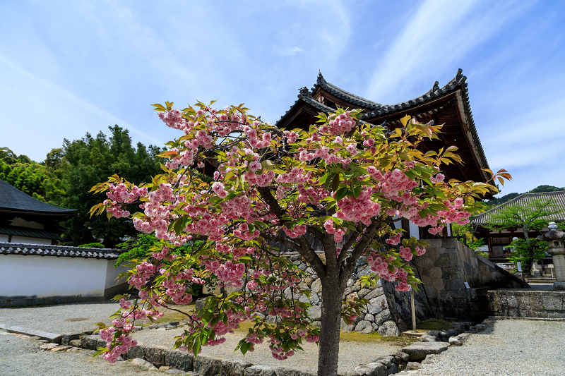 春の花々（當麻寺塔頭宗胤院・千佛院）_f0155048_221774.jpg