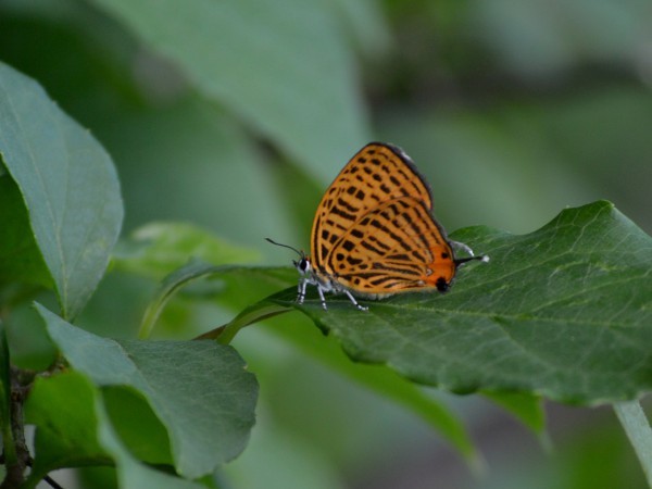 c0045352_21344503.jpg
