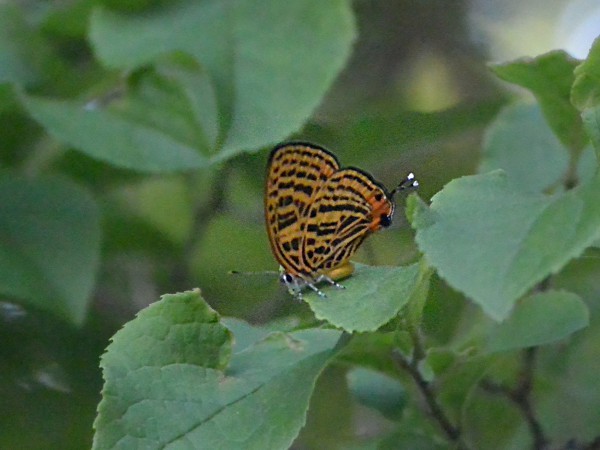c0045352_21344525.jpg