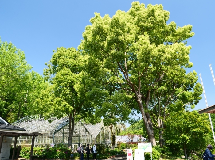 　　和歌山県植物公園緑花センター　　２０１９-０５-３０　００：００ 　　_b0093754_20374735.jpg