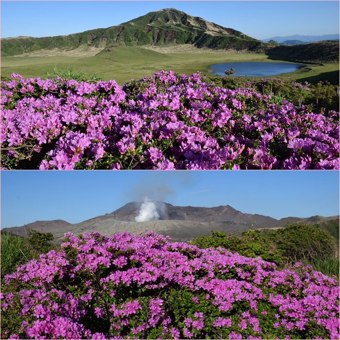 九重沓掛山 阿蘇烏帽子岳にミヤマキリシマ鑑賞登山 その2 そうだ 山に登ろう
