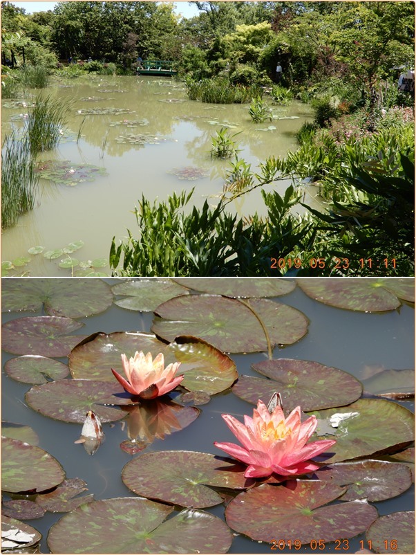 浜名湖ガーデンパークの花々を楽しむ_d0007071_14444514.jpg