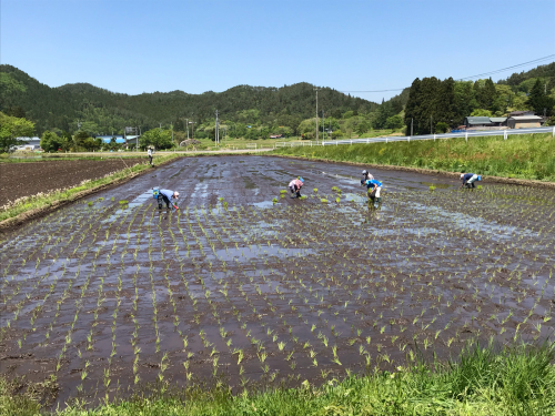 映画「どこかに美しい村はないか」遠野の小友地区で手植えの撮影の下見にきました。_a0053480_10510305.jpg