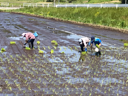 映画「どこかに美しい村はないか」遠野の小友地区で手植えの撮影の下見にきました。_a0053480_11520305.jpg