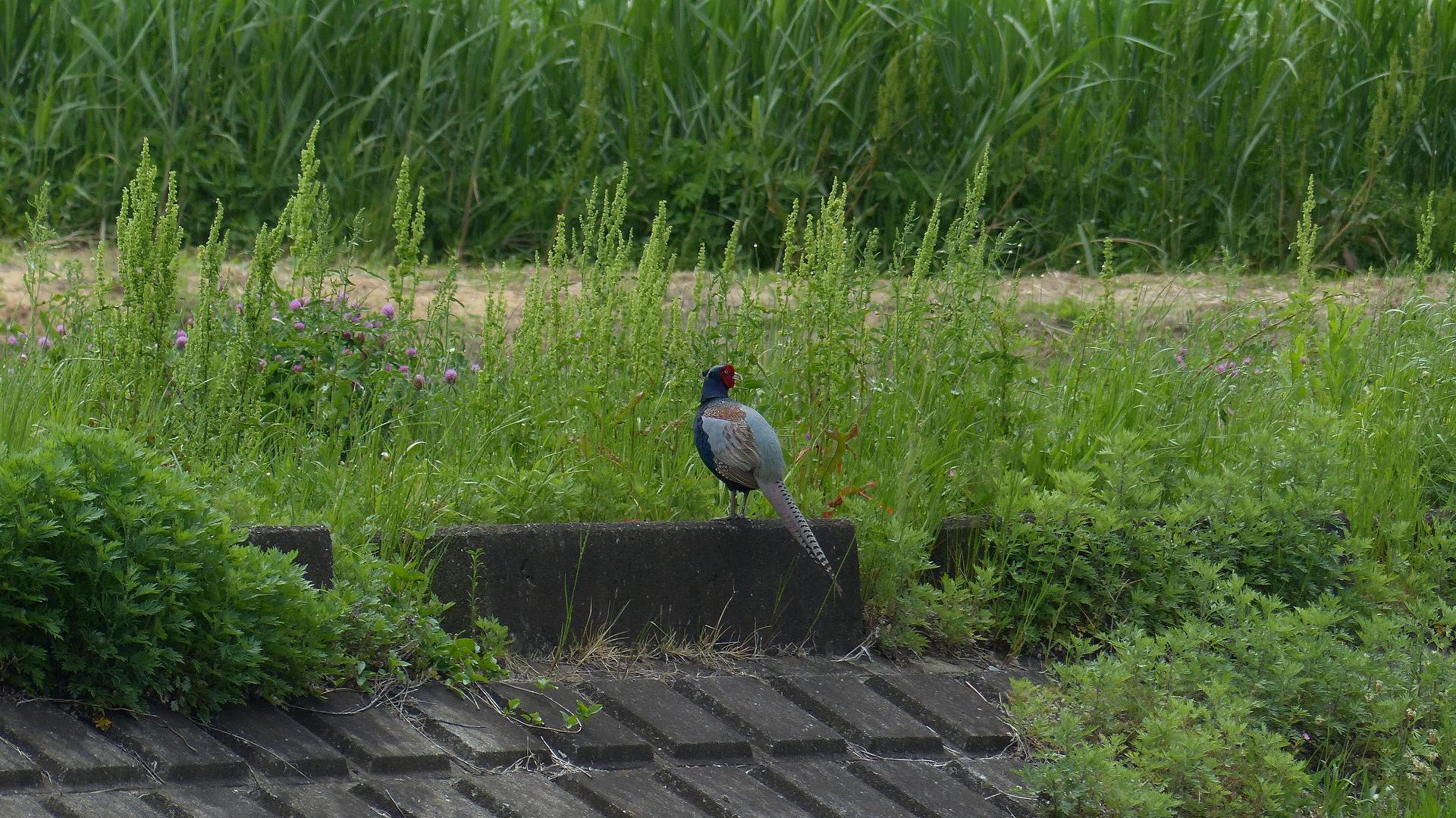 a0185081_13363910.jpg