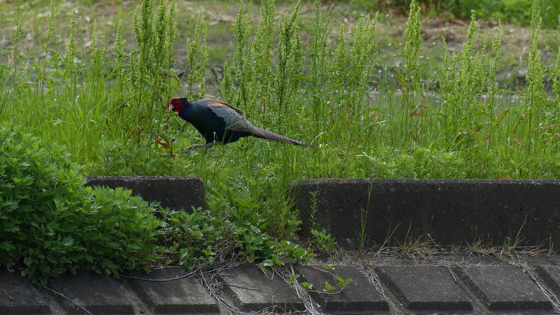 a0185081_13385126.jpg