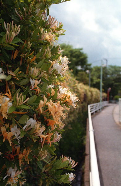 c0386291_21594155.jpg