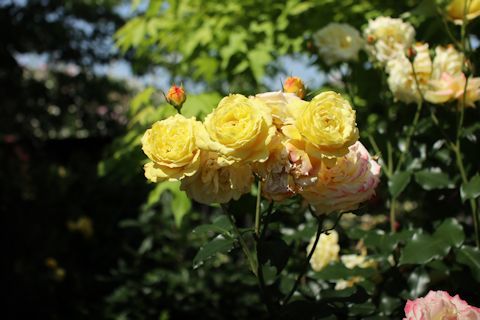 c0090198_20283712.jpg