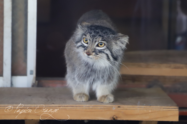 埼玉県こども動物自然公園　２０１９年５月１９日_e0398403_09144205.jpg