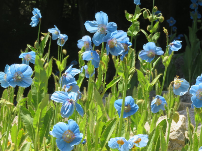 ヒマラヤの青いケシの花に再び会いに 六甲高山植物園 風のとおる家から