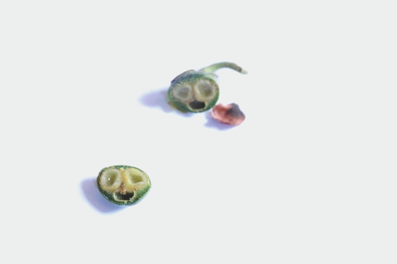 お茶星人&感謝_b0220318_07443451.jpg