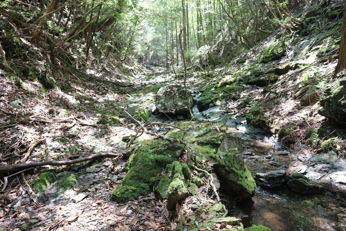 今季お初のササユリは行縢山で!_e0272335_5691.jpg
