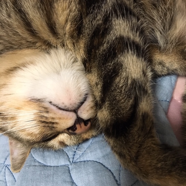 f0372445_07370791.jpeg