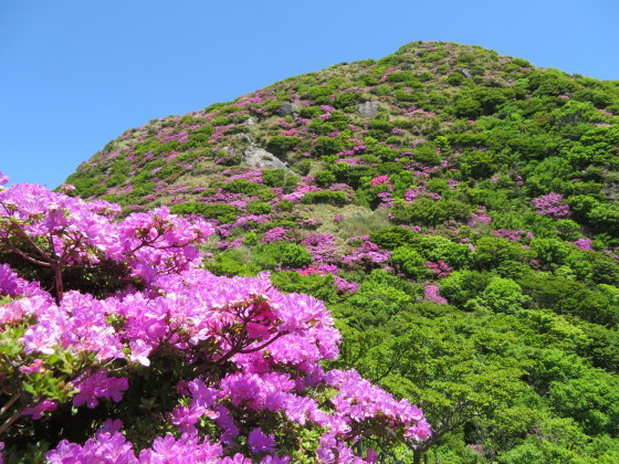 令和元年の雲仙国見岳ミヤマキリシマ情報_c0042869_06154517.jpg