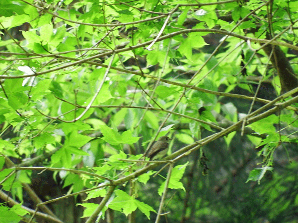 f0140773_14570688.gif